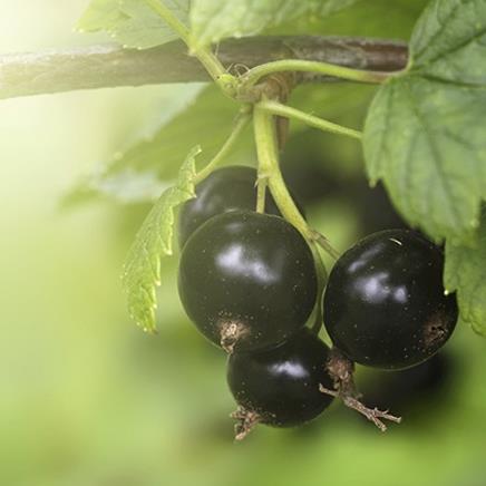 Réglisse : bienfaits et vertus - Fleurance Nature