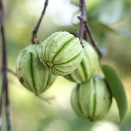 Garcinia Garcinia