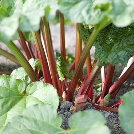 rhubarbe rhubarbe