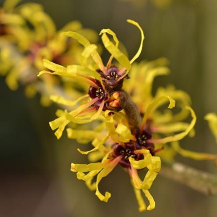 Hamamelis