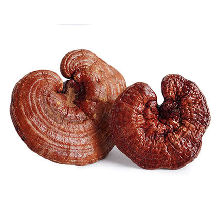 Actif naturel Reishi