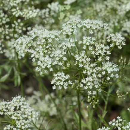 Anis Vert, une plante aromatique - Fleurance Nature