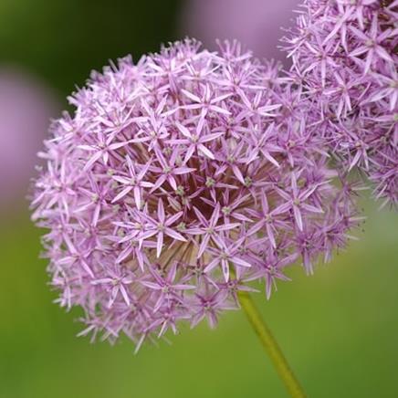 Ail noir bio en gélules, Complément alimentaire - Fleurance Nature