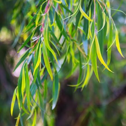 Eucalyptus radie