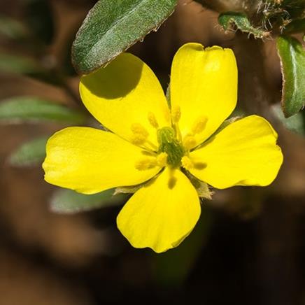 tribulus terrestris Tribulus terrestris