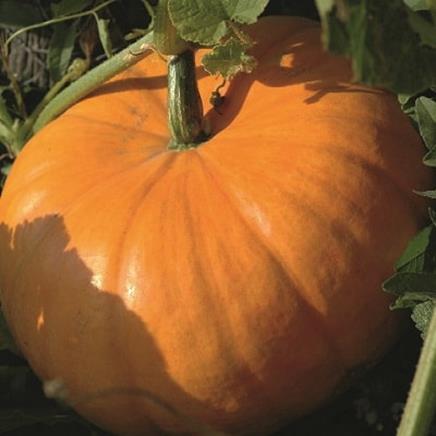 Huile de pépins de courge