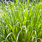 palmarosa Plamarosa