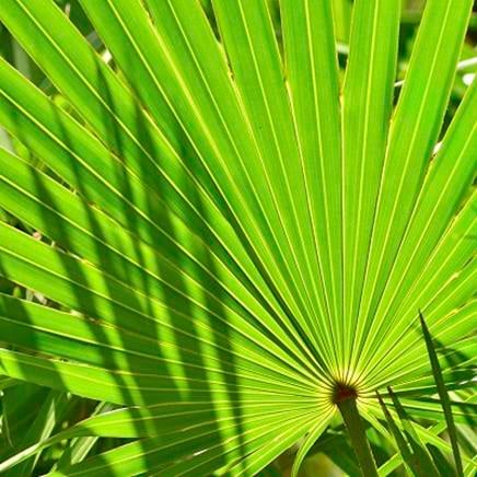 saw palmetto