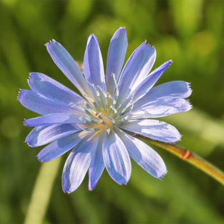 Chicorée sauvage, Cichorium intybus: bienfaits et utilisations