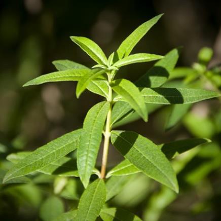 Verveine et ses bienfaits pour la santé