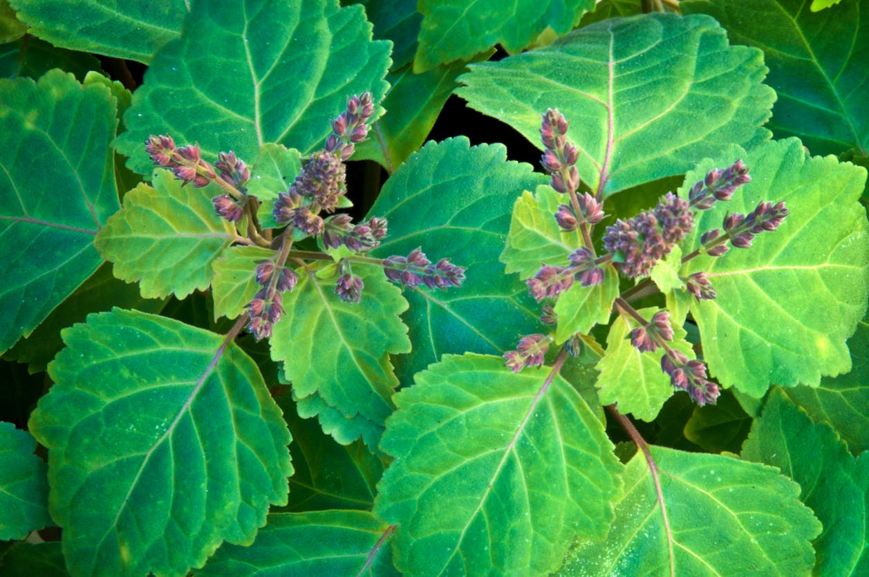 patchouli Patchouli