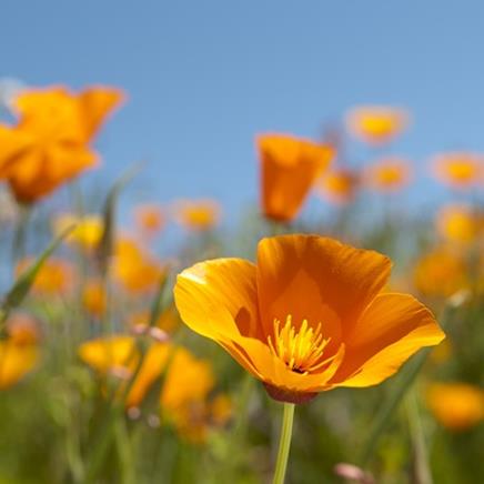 Eschscholzia Eschscholzia