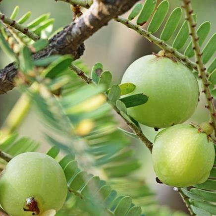 Amla Amla