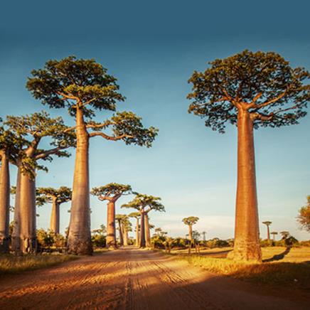 Baobab Bienfaits Et Vertus Fleurance Nature