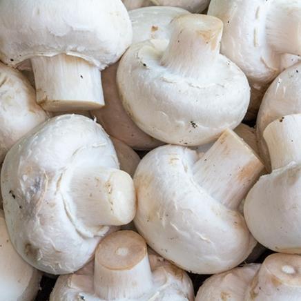 agaricus-bisporus Agaricus Bisporus