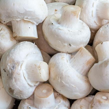 Agaricus Bisporus