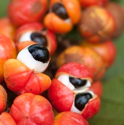 Guarana Guarana