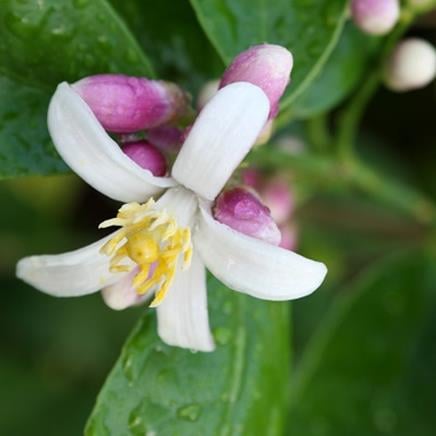 Fleur d'oranger : bienfaits et vertus - Fleurance Nature