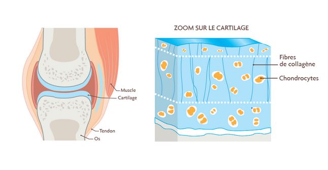 Role du cartilage