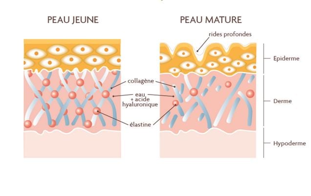Structure de la peau