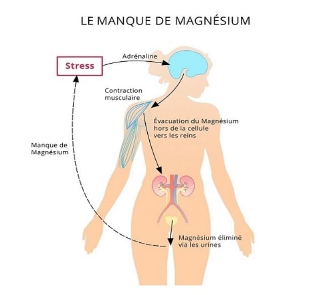 Manque magnésium