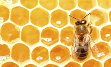 La gelée royale, véritable trésor de la ruche !