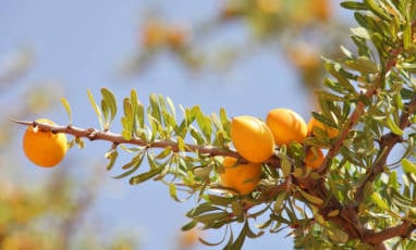 Les vertus de l’huile d’argan pour la peau