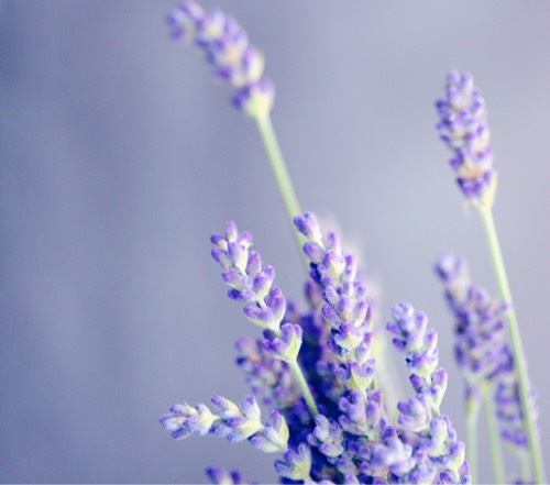 Lavande