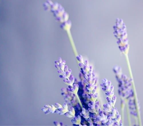Lavande